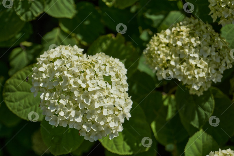 Скачать Соцветие гортензии (лат. Hydrangea). фотосток Ozero