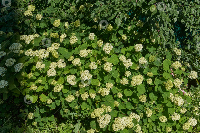 Скачать Соцветие гортензии (лат. Hydrangea). фотосток Ozero