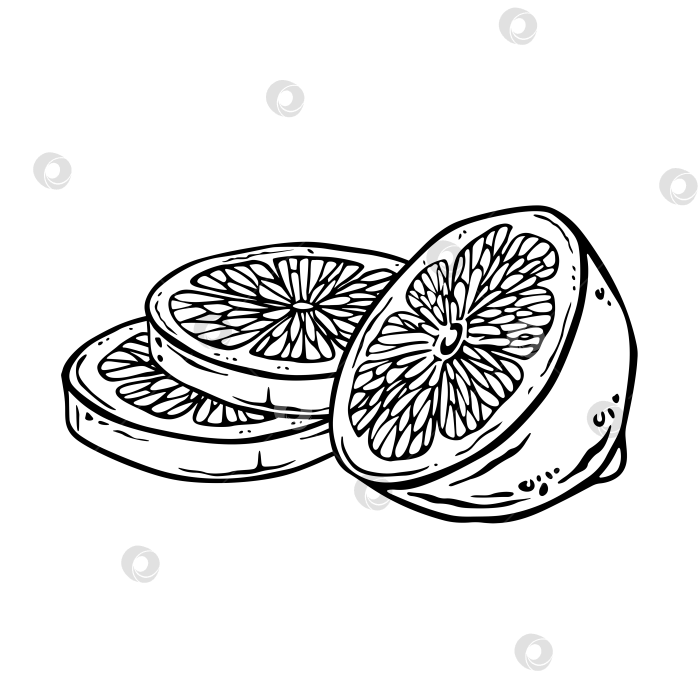 Скачать Контурная композиция из половинок и круглых ломтиков лимона. Нарисованная от руки иллюстрация цитрусовых в стиле гравюры для украшения и дизайна кухонного текстиля, упаковки или этикетки. Контурная композиция из половинок и круглых ломтиков лимона. Иллюстрация цитрусовых фруктов, выполненная от руки тушью в стиле офорта, для украшения и оформления кухонного текстиля, упаковки или этикетки. Эскизный проект фотосток Ozero