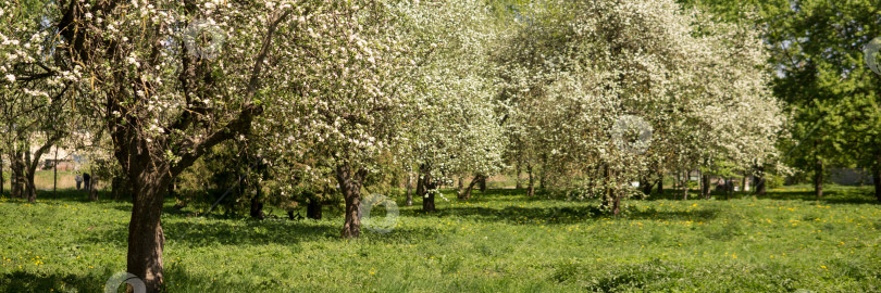 Скачать Цветущие ветви яблони с белыми цветами крупным планом. фотосток Ozero