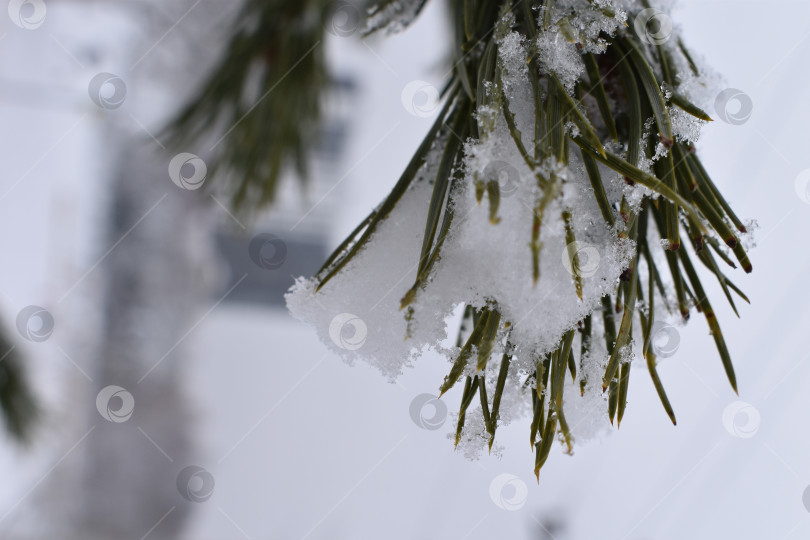 Скачать Елка фотосток Ozero