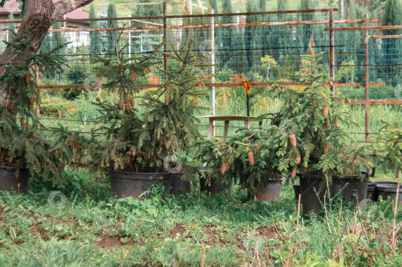 Скачать Саженцы эли сорта Акрокона (Picea abies Acrocona) - это посад крепких дереев фотосток Ozero