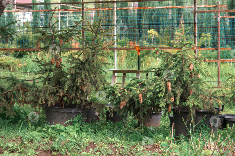 Скачать Саженцы эли сорта Акрокона (Picea abies Acrocona) с группировками фотосток Ozero