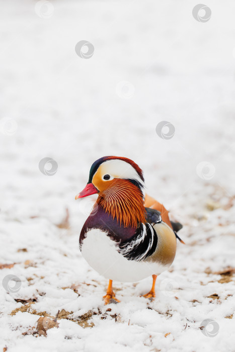 Скачать Самец утки мандаринка фотосток Ozero