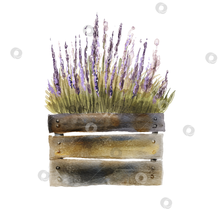 Скачать Цветы лаванды в деревянной коробке на белом фоне. Ботаническая иллюстрация акварелью. фотосток Ozero