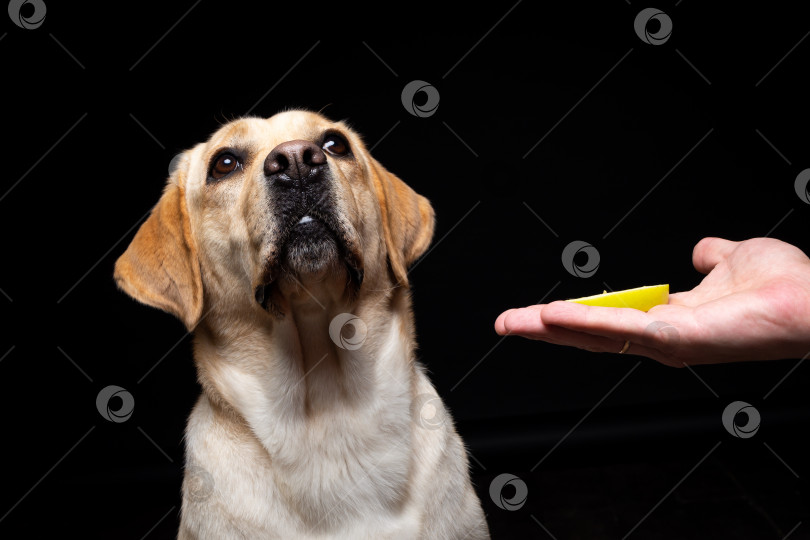Скачать Портрет собаки породы лабрадор-ретривер с ломтиком яблока на носу. фотосток Ozero