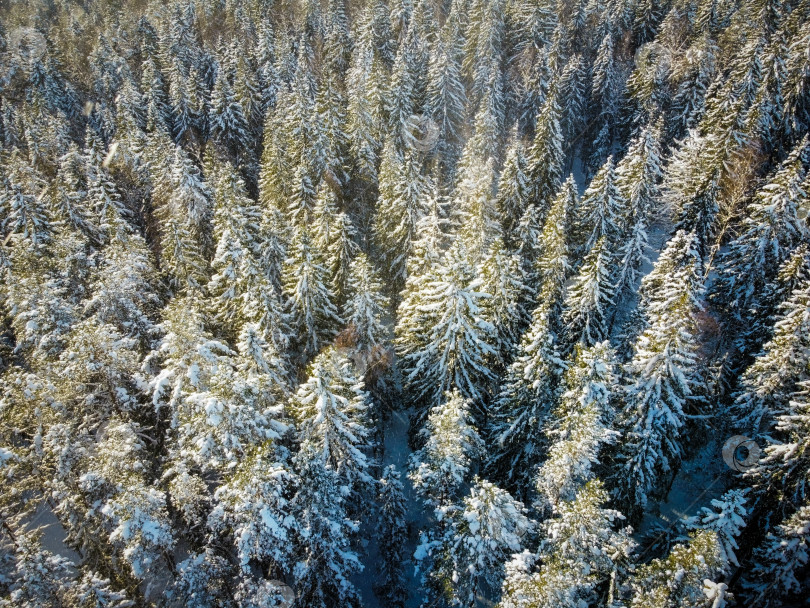 Скачать Зимний лес, верхушки деревьев с высоты. фотосток Ozero