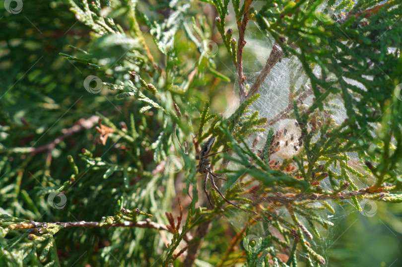 Скачать Серый паук с маленькими вылупившимися паучками в коконе ползают на ветках туи фотосток Ozero