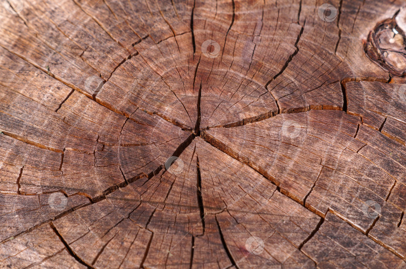 Скачать Фон - Фактура среза дерева фотосток Ozero