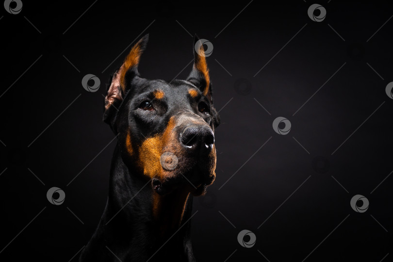 Скачать Портрет собаки-добермана на изолированном черном фоне. фотосток Ozero