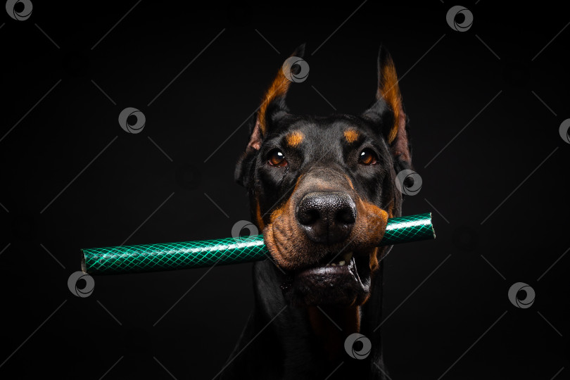 Скачать Портрет собаки-добермана с игрушкой во рту, снятый на изолированном черном фоне. фотосток Ozero