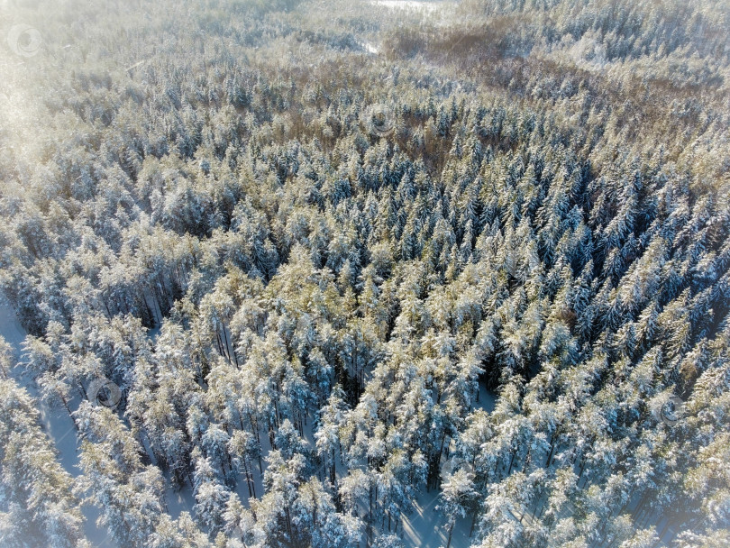 Скачать Зимний лес, вид с высоты. фотосток Ozero