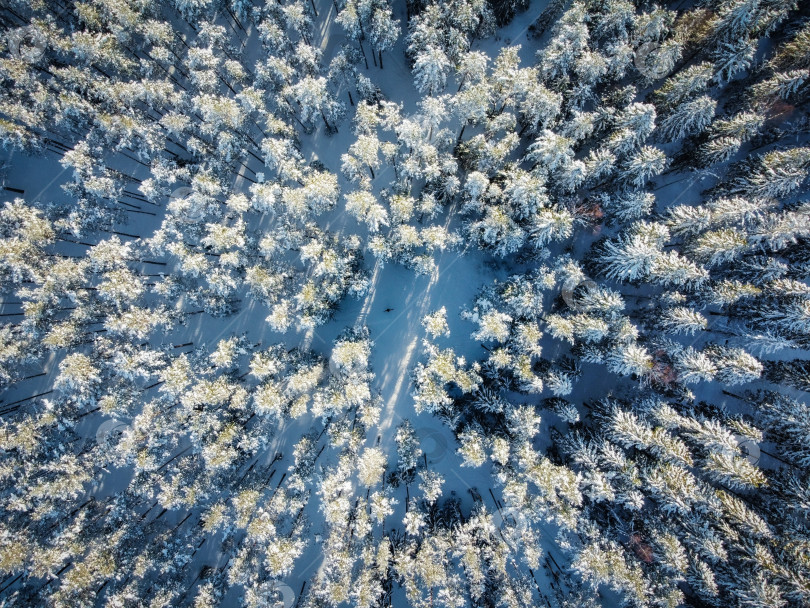 Скачать Зимний лес, вид с высоты. фотосток Ozero