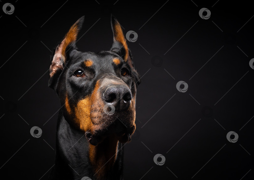 Скачать Портрет собаки-добермана на изолированном черном фоне. фотосток Ozero