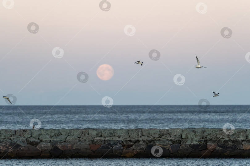 Скачать Маяк Вуохенсало, Санкт-Петербург, Россия фотосток Ozero