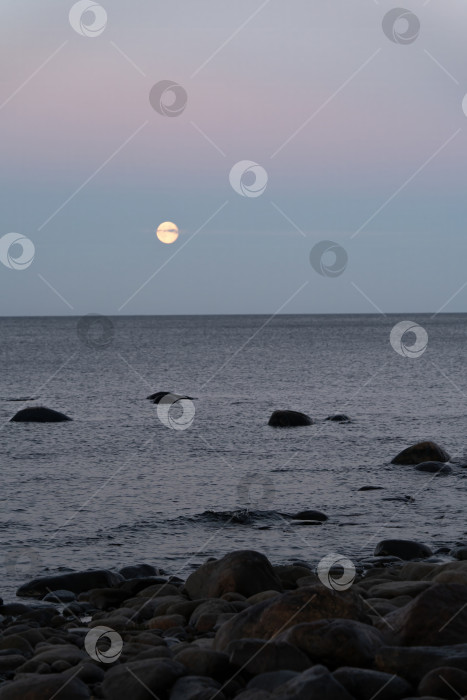 Скачать Маяк Вуохенсало, Санкт-Петербург, Россия фотосток Ozero