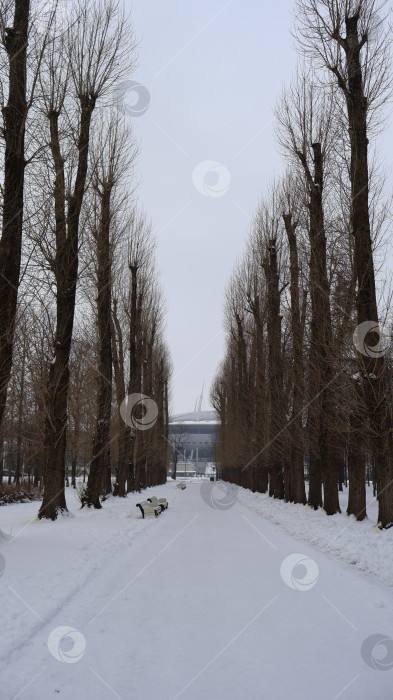 Скачать Аллея зимой в парке фотосток Ozero