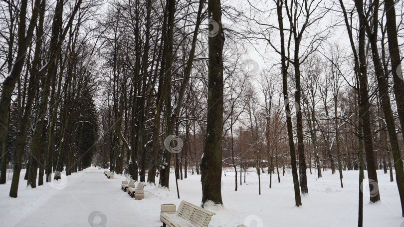 Скачать Зимний пейзаж в парке фотосток Ozero