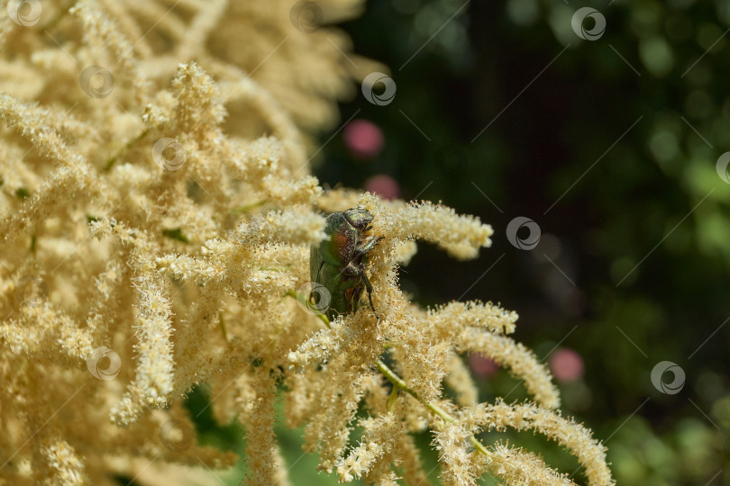 Скачать Золотисто-бронзовый жук (лат. Cetonia aurata). фотосток Ozero