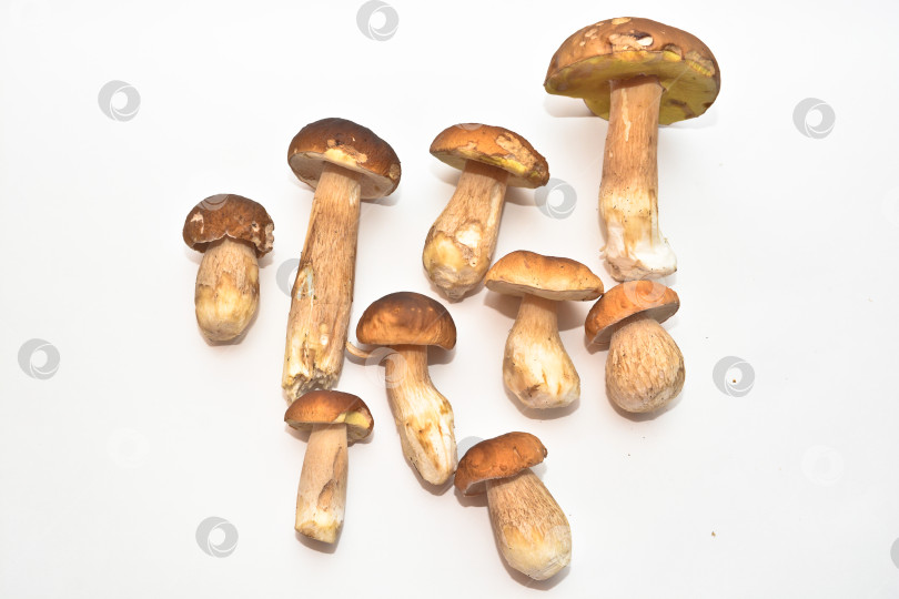 Скачать Белый гриб (Boletus edulis). фотосток Ozero