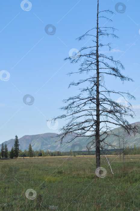 Скачать Зеленые луга в горной долине реки Сунтар. фотосток Ozero