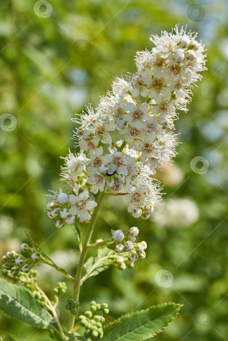 Скачать Спирея иволистная (лат. Spiraea salicifolia). фотосток Ozero