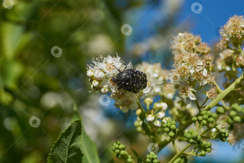 Скачать Спирея иволистная (лат. Spiraea salicifolia). фотосток Ozero