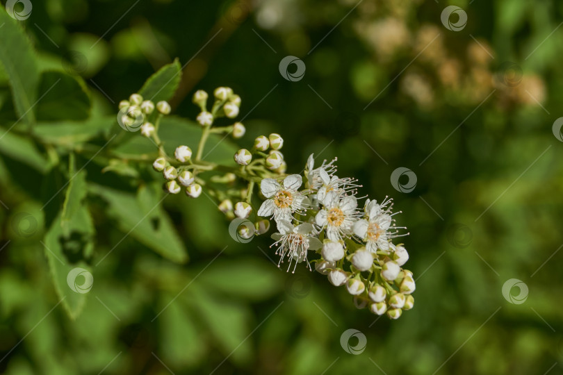 Скачать Спирея иволистная (лат. Spiraea salicifolia). фотосток Ozero