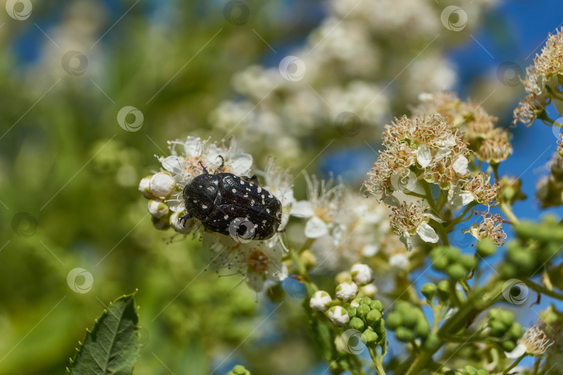 Скачать Спирея иволистная (лат. Spiraea salicifolia). фотосток Ozero