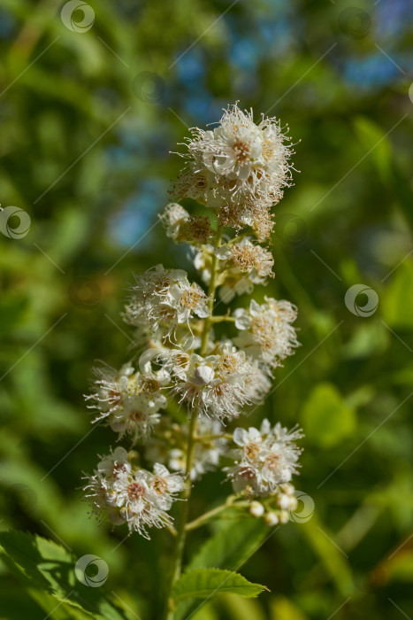 Скачать Спирея иволистная (лат. Spiraea salicifolia). фотосток Ozero