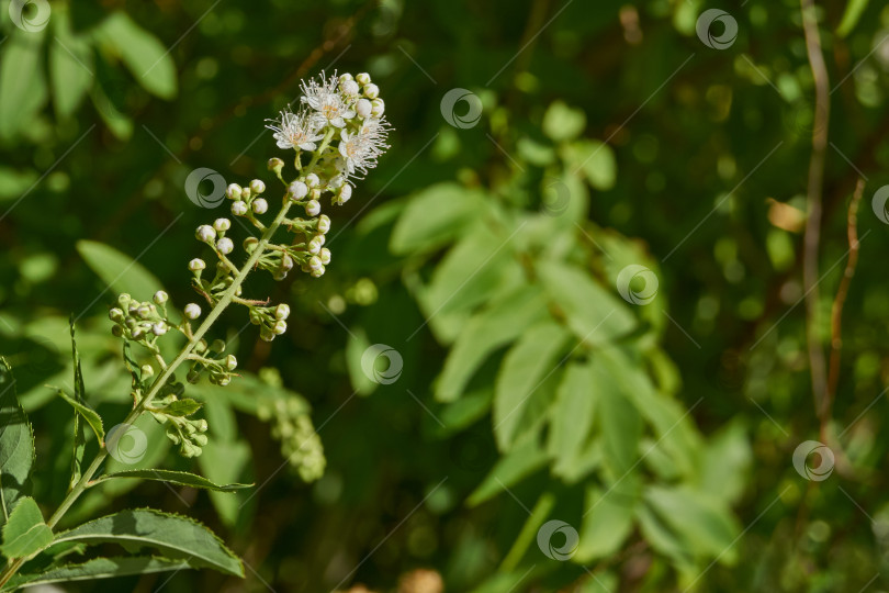 Скачать Спирея иволистная (лат. Spiraea salicifolia). фотосток Ozero