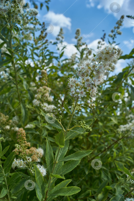 Скачать Спирея иволистная (лат. Spiraea salicifolia). фотосток Ozero