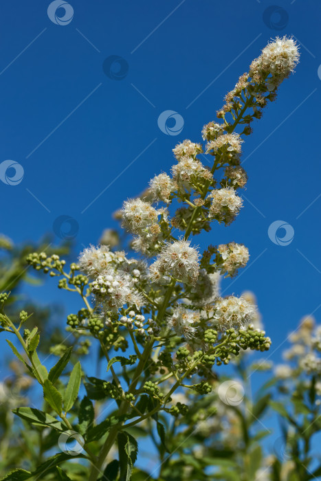 Скачать Спирея иволистная (лат. Spiraea salicifolia). фотосток Ozero