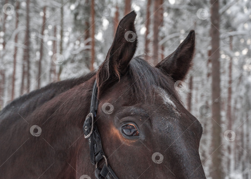 Скачать Взгляд лошади фотосток Ozero