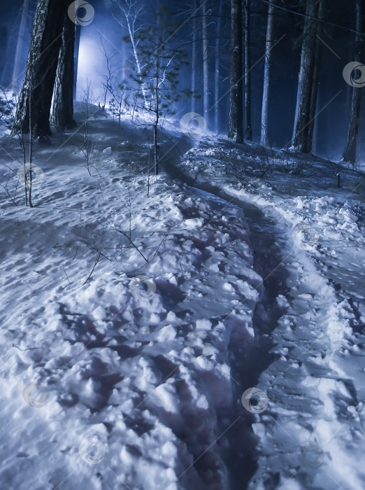Скачать ночной зимний лес фотосток Ozero