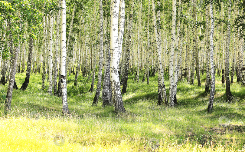 Скачать березовая древесина фотосток Ozero