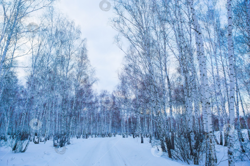 Скачать зимний заснеженный березовый лес фотосток Ozero