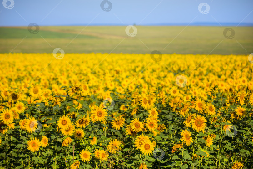 Скачать подсолнечник на фоне поля фотосток Ozero