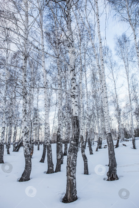 Скачать Зимний березовый лес вечером фотосток Ozero