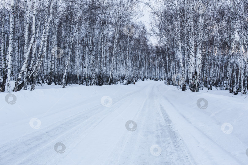 Скачать Заснеженная дорога в зимнем березовом лесу фотосток Ozero
