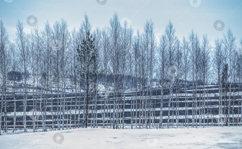 Скачать зимний пейзаж с березовым полем и холмами фотосток Ozero