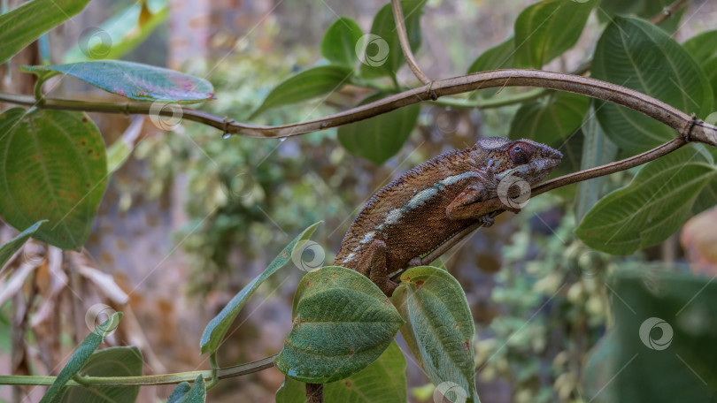 Скачать Яркий хамелеон Furcifer Pardalis притаился на ветке дерева. фотосток Ozero