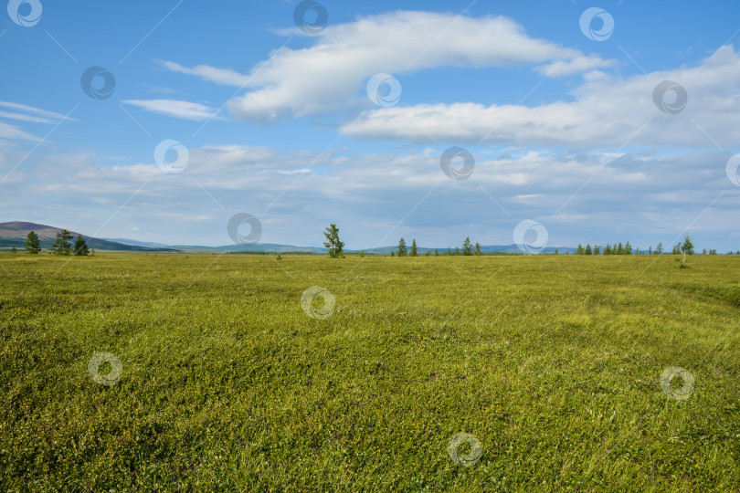 Скачать Ямальская тундра. фотосток Ozero