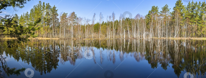 Скачать Панорама лесной реки. фотосток Ozero