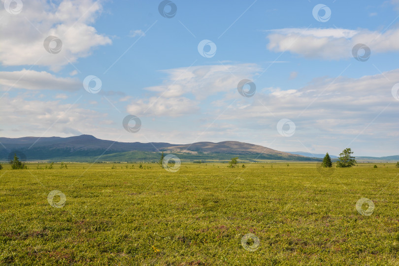 Скачать Ямальская тундра. фотосток Ozero
