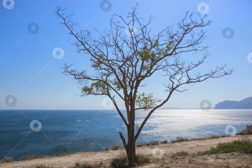 Скачать Пейзаж с деревом на берегу моря на фоне безоблачного неба фотосток Ozero