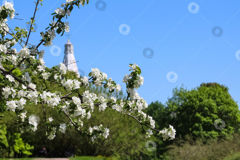 Скачать весна фотосток Ozero