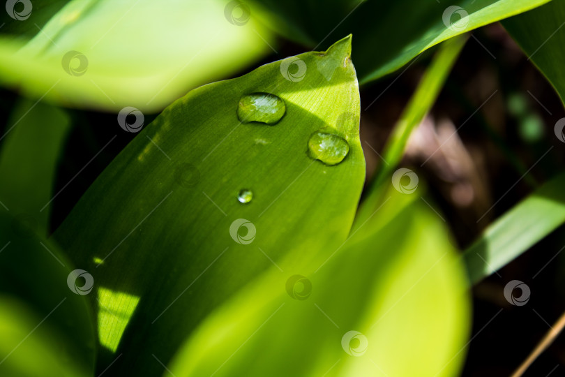 Скачать капли воды на листке цветка фотосток Ozero