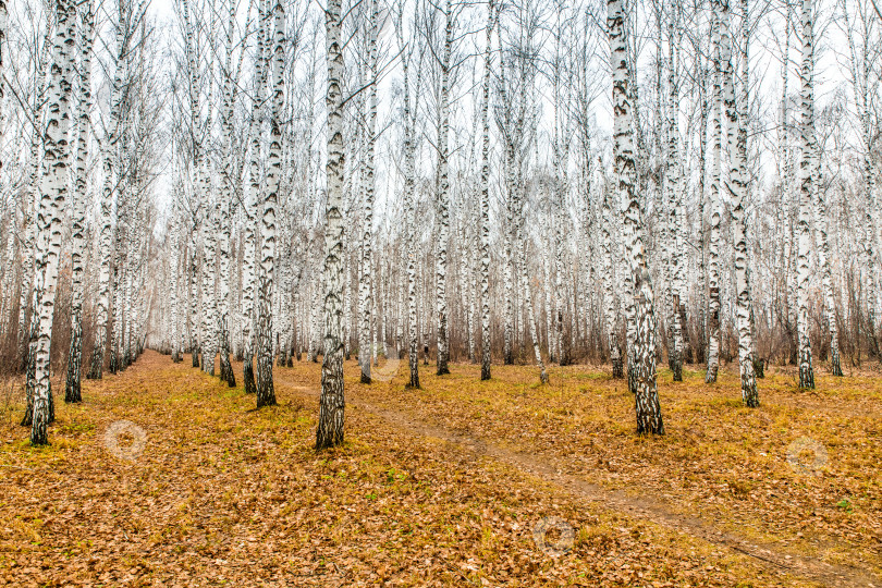 Скачать Осенний пейзаж с березами. Стволы деревьев без листьев. фотосток Ozero