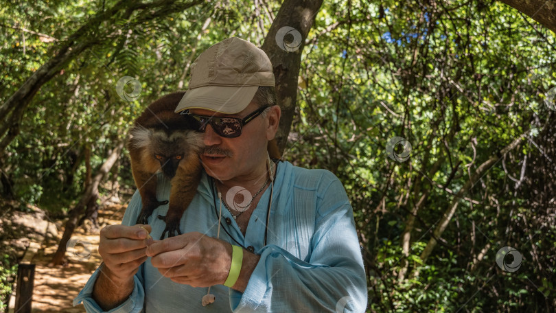 Скачать Самка лемура Eulemur macaco сидит на плече у мужчины и тянется за бананом фотосток Ozero